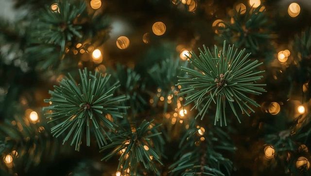 Evergreen branch featuring round needle clusters with warm glowing bokeh lights