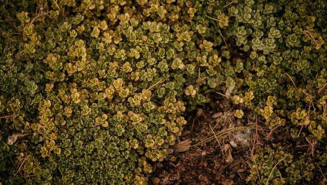 Dense succulent groundcover spreading across dry garden bed with earthy texture