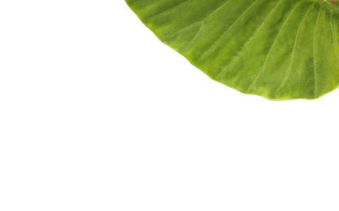 Green leaf illustration on transparent background nature design