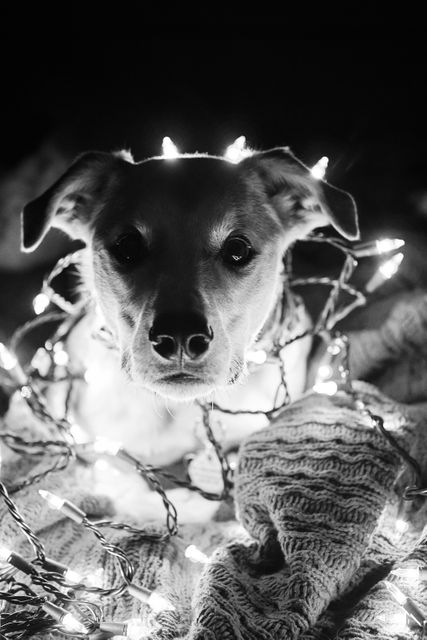 Cute dog wrapped in holiday string lights presents cozy, festive scene. Perfect for seasonal cards, holiday advertisements, or pet-themed decor. Black and white enhances cozy, nostalgic atmosphere for wintertime or holiday promotions.