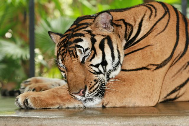 Majestic Bengal tiger resting peacefully on ground amid lush green jungle foliage. Perfect for wildlife documentaries, endangered species campaigns, nature blogs, educational materials, and animal-themed content.