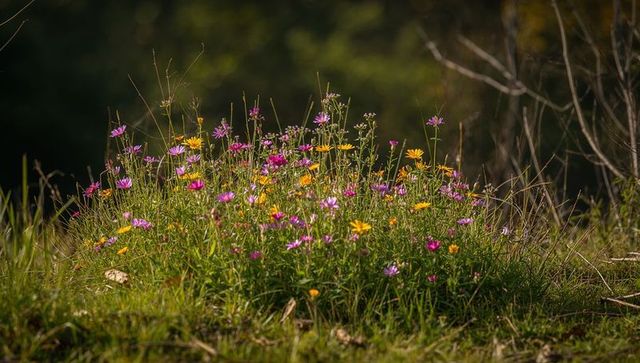 Wildflower meadow mound with pink purple yellow blooms basking in warm golden sunlight