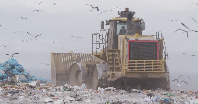 Bulldozer moving trash at landfill with numerous seagulls flying around. Perfect for topics related to waste management, recycling industries, environmental conservation, and urban sanitation initiatives.
