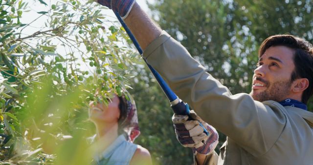 Farmers Harvesting Olives in Orchard on Sunny Day - Download Free Stock Images Pikwizard.com