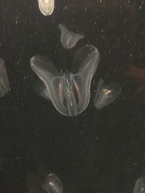 Bioluminescent Comb Jellyfish Floating in Dark Water - Download Free Stock Photos Pikwizard.com