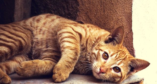 Adorable Ginger Cat Relaxing on Ground - Download Free Stock Photos Pikwizard.com