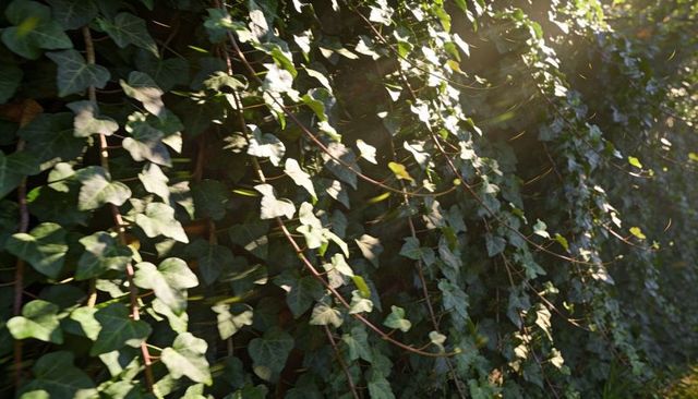 Sunlit ivy climbing wall with heart-shaped leaves and reddish stems, dappled green texture