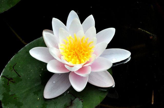 Beautiful Water Lily Bloom on Green Lilypad in Pond - Download Free Stock Photos Pikwizard.com