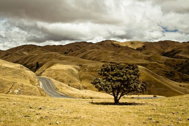 Single tree standing in a barren, dry landscape with an empty winding road traversing the golden hills under a clouded sky. Great for illustrating themes of solitude, journey, and vastness. Suitable for travel blogs, motivational posters, adventure articles, and nature-related projects.