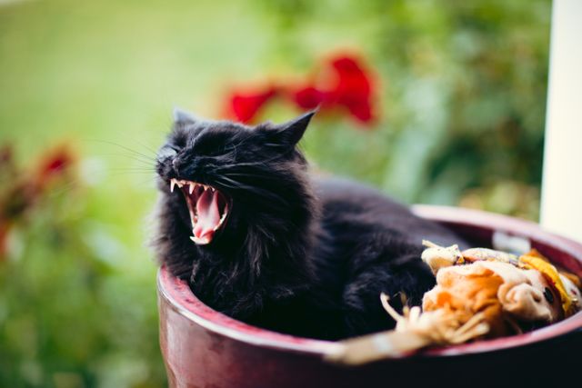 Black Cat Yawning in Flower Pot Outdoors on Sunny Day - Download Free Stock Photos Pikwizard.com