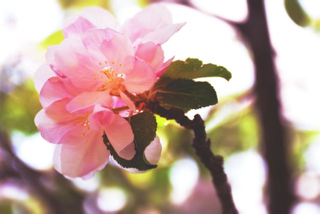 Pink Cherry Blossom Flower in Sunlight - Download Free Stock Photos Pikwizard.com
