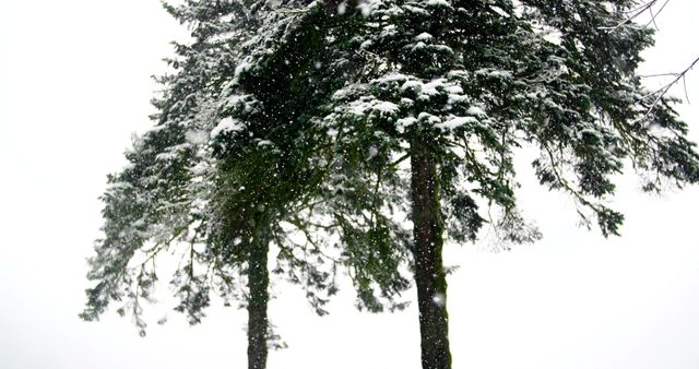 Pine trees covered in snow, showcasing the serene beauty of a winter forest. Suitable for holiday cards, winter wallpapers, nature blogs, and seasonal promotional materials.