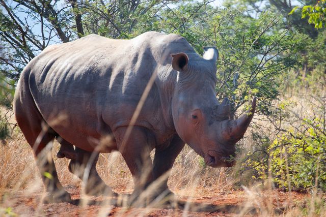 White Rhino Grazing in the African Savanna - Download Free Stock Photos Pikwizard.com