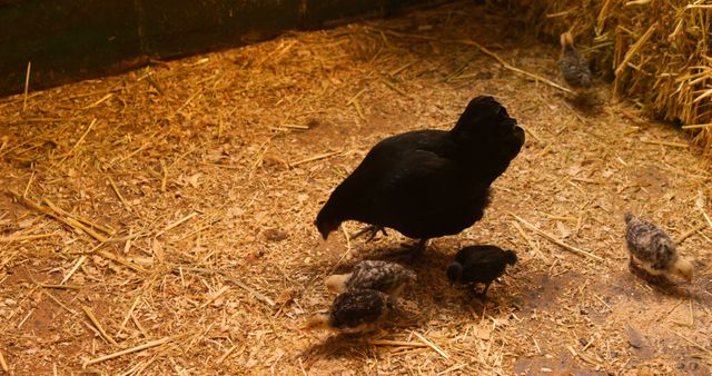 A black hen is seen tending to her chicks on a bed of straw, with copy space. Capturing a moment of animal parenting, the image reflects the nurturing behavior of poultry in a farm setting.