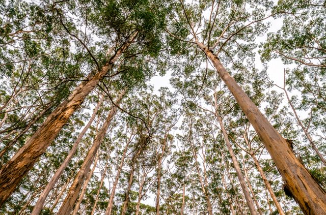 Looking up at towering eucalyptus trees, this scene captures a dense forest with vibrant greenery. Ideal for use in environmental campaigns, nature blogs, and travel magazines. Perfect for promoting outdoor activities, conservation efforts, and nature-themed designs.