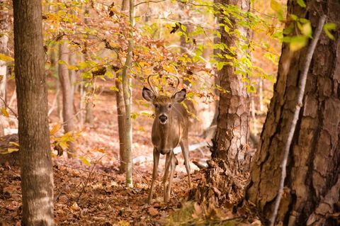 Young white-tailed buck standing in golden autumn forest with antlers and leaf litter