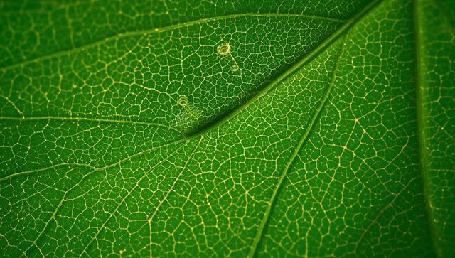 Backlit leaf vein network macro showing diagonal midrib and sunlit cellular texture