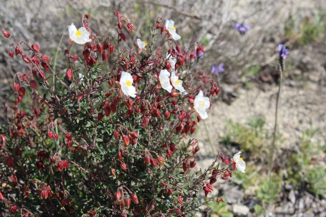 Wildflowers in full bloom, showcasing vibrant colors in an arid desert landscape. Ideal for use in nature-themed projects, educational materials about desert ecosystems, and promotional content for outdoor activities and botanical studies.