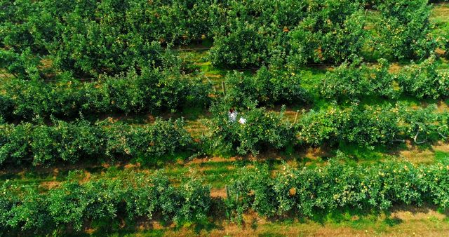 Aerial view of an orchard with rows of fruit trees, with copy space - Download Free Stock Photos Pikwizard.com