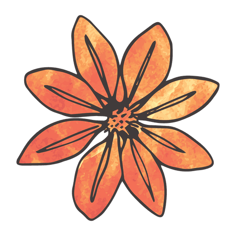Hand-drawn orange flower illustration on transparent background