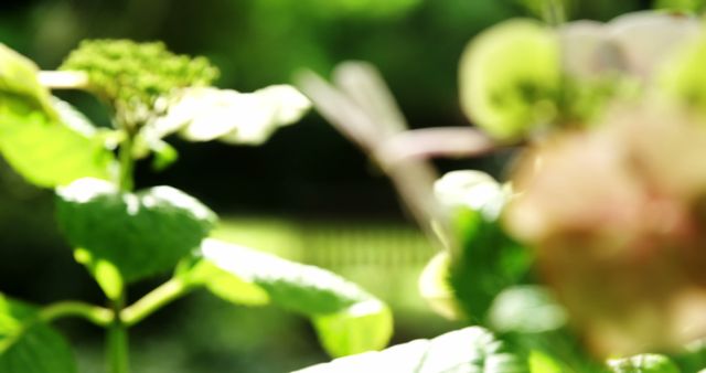 Soft Focus Green Leaves and Summer Foliage - Download Free Stock Images Pikwizard.com