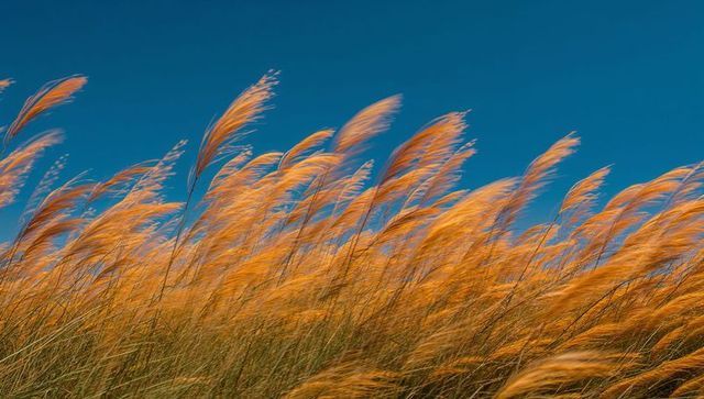 Swaying golden grasses against deep blue sky, wind-blown meadow with feathery plumes