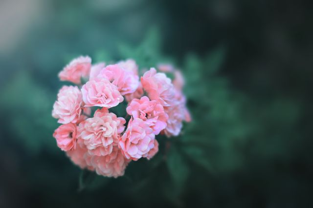 Close-Up of Pink Roses in Bloom with Soft Focus - Download Free Stock Photos Pikwizard.com