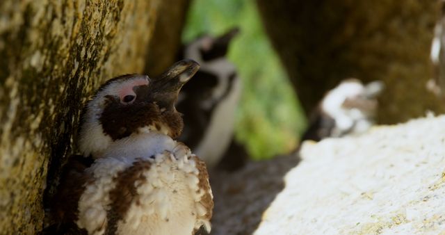 A young penguin peeks out from a rocky crevice, with copy space. Sheltered in a natural habitat, the chick exhibits curiosity and caution.