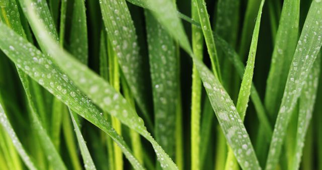 Close-up view of vibrant green grass blades covered in dew drops in morning light. Ideal for use in environmental, garden, and outdoor nature campaigns, or as a background for wellness and health content. The lush texture and refreshing visuals can add a natural element to websites and marketing materials focused on growth and wellbeing.
