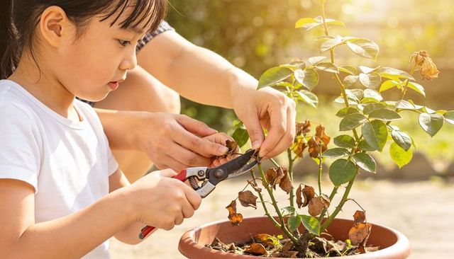 Child pruning wilted rose bush while learning gardening and plant care in sunlit patio