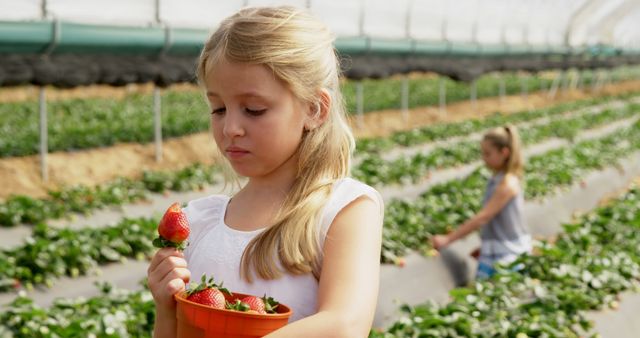 Caucasian girl examines a strawberry at a farm. She's learning about agriculture while picking fresh fruit, with another girl in the background.