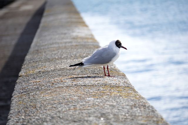 Seagull perching on a concrete seawall next to a body of water under daylight. Ideal for use in articles or marketing materials related to wildlife, nature, coastal living or sea travel.