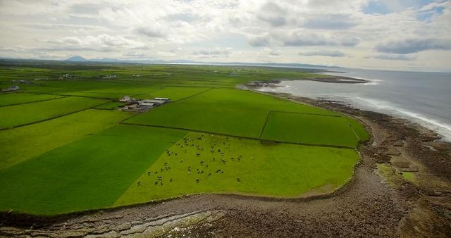 Aerial view captures expansive green coastal farmland with cows grazing in the fields. The coastline and ocean provide a stunning backdrop, showcasing the beauty of rural nature. Ideal for visuals related to agriculture, rural lifestyle, natural landscapes, and tranquil scenery.