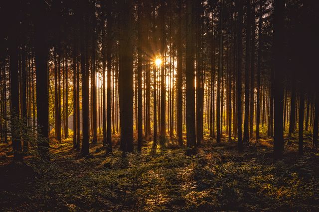 Tall trees with sunlight filtering through, creating a serene and peaceful atmosphere. Ideal for concepts related to nature, ecology, tranquility, and the environment. Suitable for environmental campaigns, travel blogs, stress-relief visuals, and nature appreciation projects.