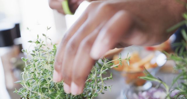 Close-Up of Hands Harvesting Fresh Herbs for Cooking - Download Free Stock Images Pikwizard.com