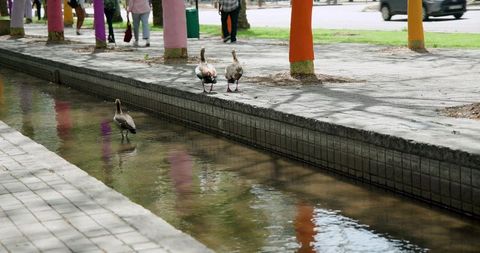 Urban park canal with painted tree trunks and egyptian geese wading among colorful reflections