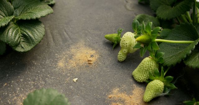 Unripe strawberries dangle amidst green leaves on a farm. Agriculture enthusiasts often seek such images to illustrate the growth stages of plants.