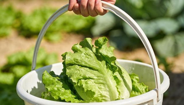 Home garden harvest: hand holding bucket of fresh green lettuce in sunny vegetable plot