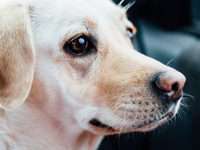 Beautiful close-up of a white Labrador Retriever's face showing expressive brown eyes, perfect for use in pet care advertisements, animal shelters promotions, or dog training brochures. Suitable for blogs about pets, loyalty, companionship, or outdoor activities with dogs.