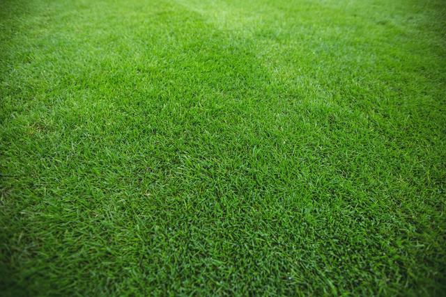 Lush green grass covering ground, ideal for background use in gardening, landscaping and nature-related projects, advertisements, and website designs. Perfect for promoting eco-friendly products and outdoor activities.
