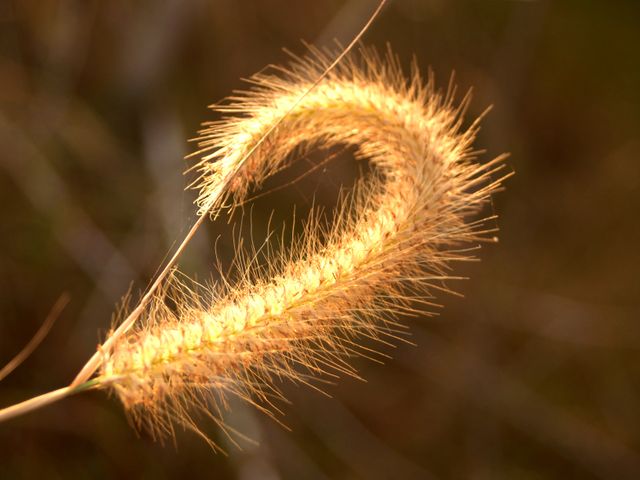 Golden Fuzzy Grass Seed Highlighted by Warm Sunlight - Download Free Stock Photos Pikwizard.com