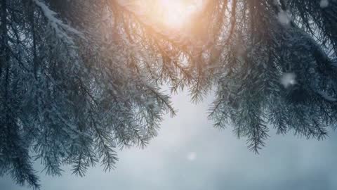 Swaying frosty conifer branches in winter forest footage with sunrise glow and drifting snow