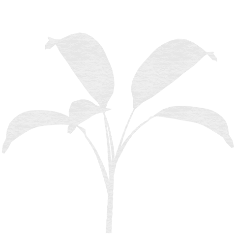 transparent silhouette of leaves on transparent background - Download Free Stock Videos Pikwizard.com