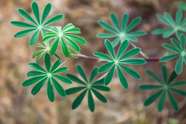 Capturing the details of the green lupine plant's star-shaped leaves in natural light. This image can be used for botanical studies, gardening blogs, nature conservation materials, or as a calming background for presentations and websites.