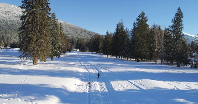 Beautiful winter scene showing a snow-covered field surrounded by towering pine trees and snow-capped mountains in the distance. The clear blue sky and bright sunshine highlight the serene and peaceful ambiance. Perfect for use in winter-themed projects, outdoor adventure articles, nature photography collections, and travel promotions.