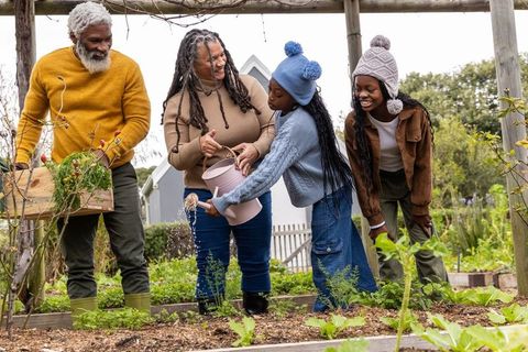 Multigenerational african american family gardening, watering raised vegetable beds with smiles