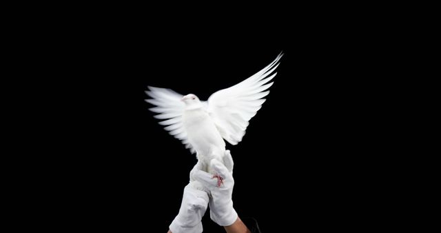 A white dove takes flight from a person's gloved hand against a black background, with copy space. The image captures a moment of release and freedom, often symbolizing peace or a new beginning.