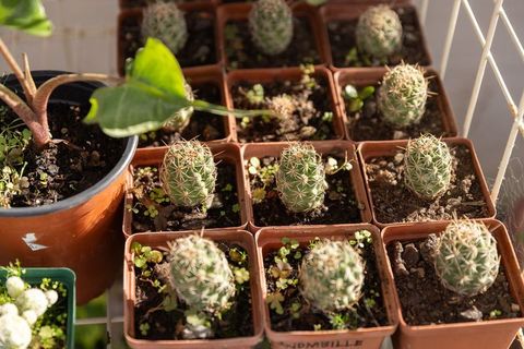 Sunlit cactus seedlings in square pots on metal rack for balcony propagation and display