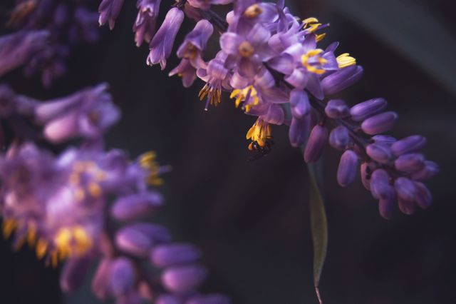 Purple Flower Violet - Download Free Stock Photos Pikwizard.com