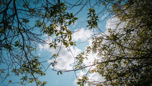 Framing tree canopy reaching toward bright blue sky with sunlit leaves and slender branches